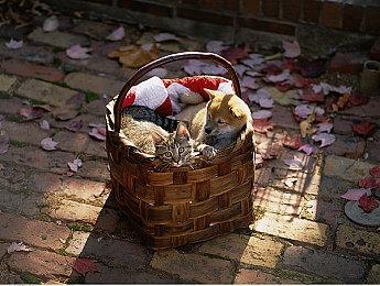 《黑色五叶草 魔法帝之道》即将全球上线 事前预约已达500万人