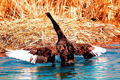 《浪人崛起》被粉丝批评画面过时 看起来像PS3游戏