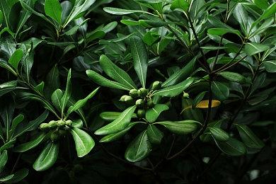 《007：曙光》也会走《杀手》那样的即时服务路线